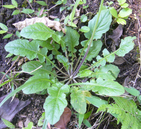 Sivun Youngia japonica (L.) DC. kuva