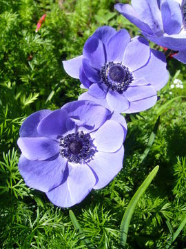 Imagem de Anemone coronaria L.