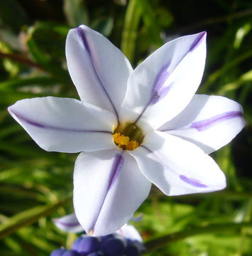 Image of spring star