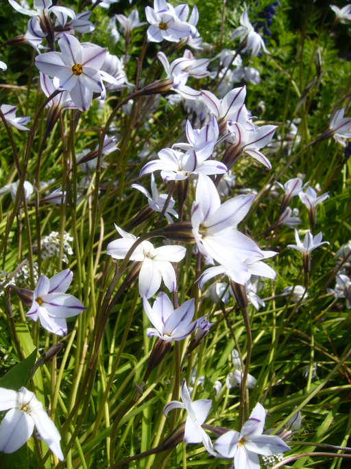 Image of spring star