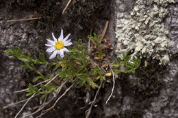 Imagem de Ionactis elegans (Soreng & Spellenb.) G. L. Nesom