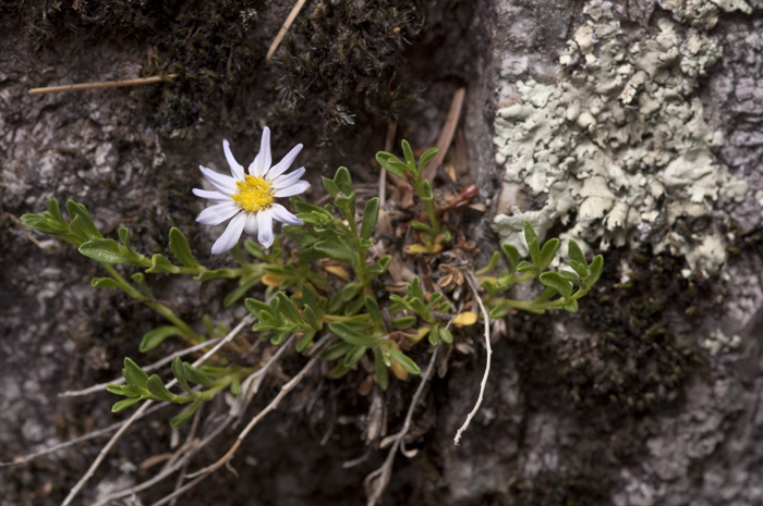 Image of Sierra Blanca least-daisy