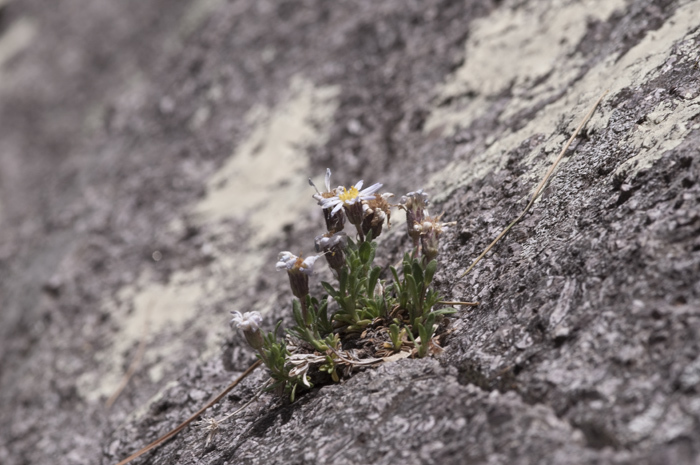 Image of Sierra Blanca least-daisy