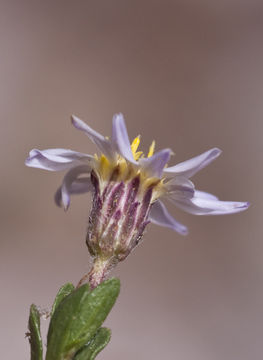 Image of Sierra Blanca least-daisy