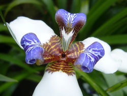 Image of Neomarica gracilis (Herb.) Sprague