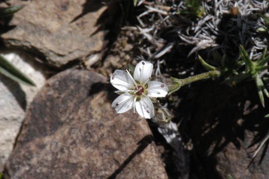 Image of King's rosy sandwort