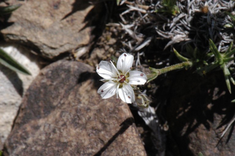 Слика од Eremogone kingii var. glabrescens (S. Wats.) Dorn