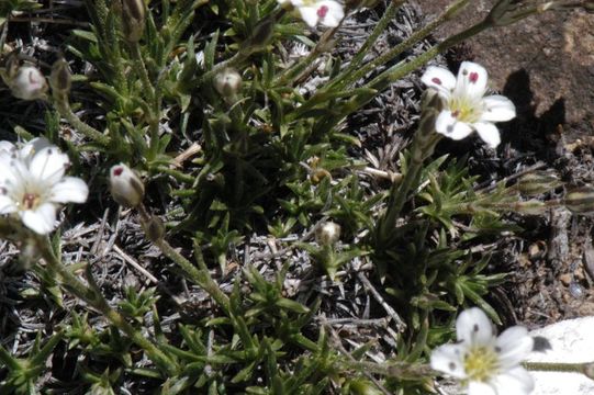 Image of King's rosy sandwort