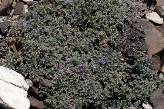 Image of spiny milkvetch