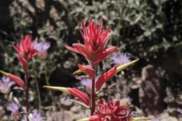 Image of Wyoming Indian paintbrush