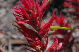 Image of Wyoming Indian paintbrush