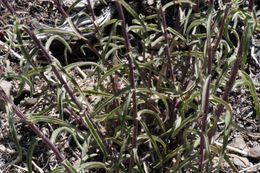 Image of Wyoming Indian paintbrush