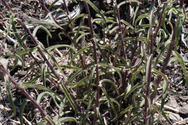 Image of Wyoming Indian paintbrush