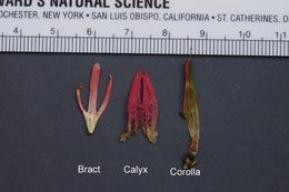 Image of Wyoming Indian paintbrush