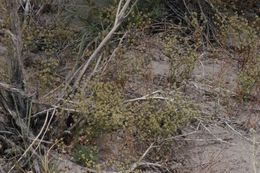 Image of Mono buckwheat