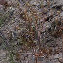 Image of Mono buckwheat