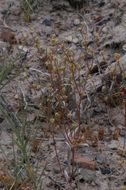 Image of Mono buckwheat