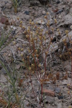 Image of Mono buckwheat