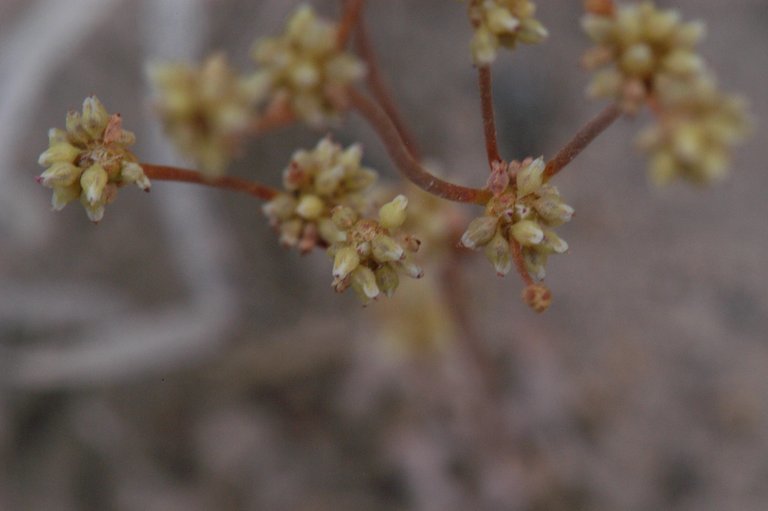 Image of Mono buckwheat