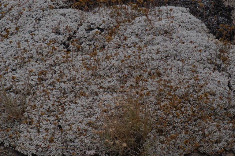 Image of matted buckwheat