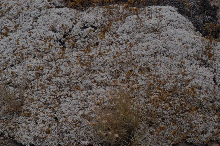 Imagem de Eriogonum caespitosum Nutt.