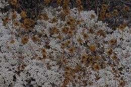Image of matted buckwheat