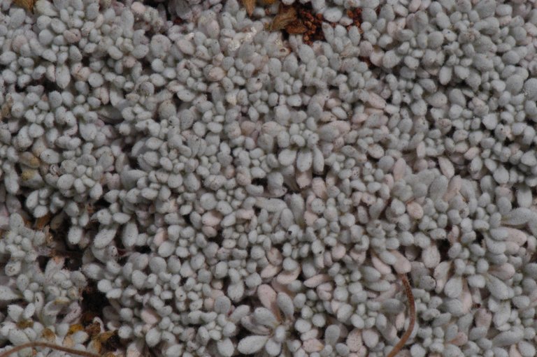 Image of matted buckwheat