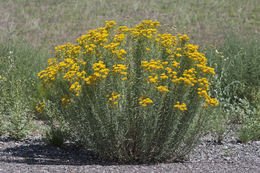 Imagem de Isocoma pluriflora (Torr. & A. Gray) Greene