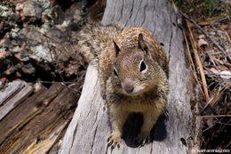 Image of California ground squirrel