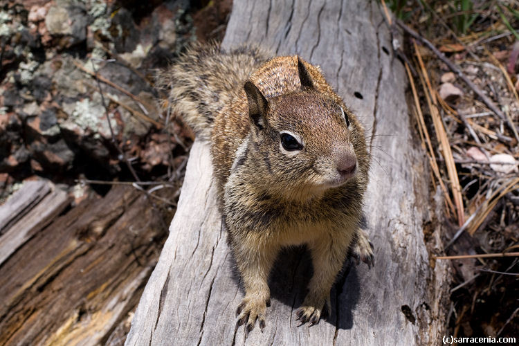 Image of California ground squirrel