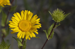 Image of rough gumweed