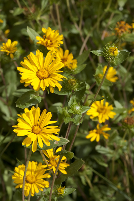 Image of rough gumweed