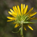 Image of rough gumweed