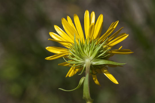 Image of rough gumweed