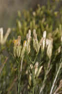 Image of Bailey's rabbitbrush