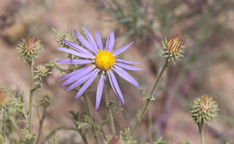 Machaeranthera tanacetifolia (Kunth) Nees resmi