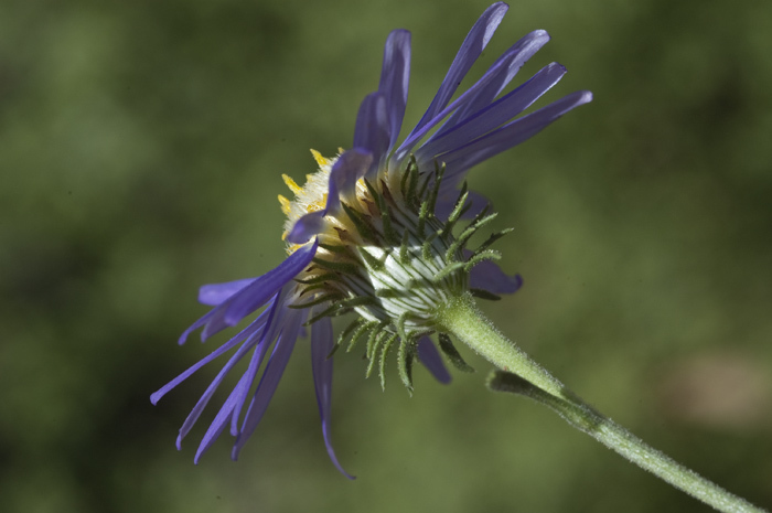 Machaeranthera tanacetifolia (Kunth) Nees resmi