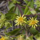 Image of Parry's goldenrod