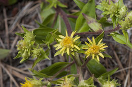 Image of Parry's goldenrod