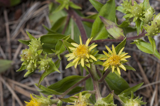 Imagem de Oreochrysum parryi (A. Gray) Rydb.