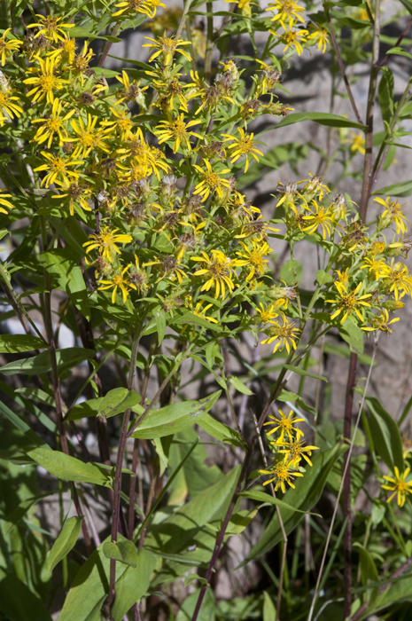 Imagem de Oreochrysum parryi (A. Gray) Rydb.