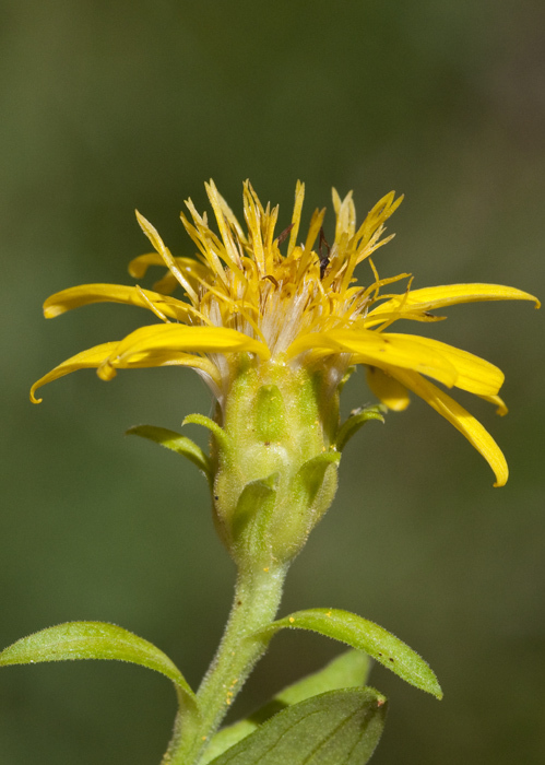 Image of Parry's goldenrod