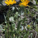 Image of curlyhead goldenweed