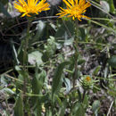 Plancia ëd Pyrrocoma crocea (A. Gray) Greene