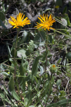 Image of curlyhead goldenweed