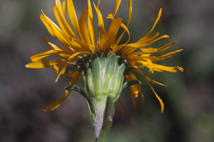 Imagem de Pyrrocoma crocea (A. Gray) Greene