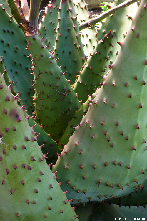 Image of Mountain aloe