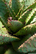 Image of Mountain aloe