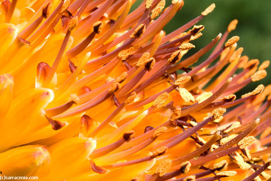 Image of Mountain aloe