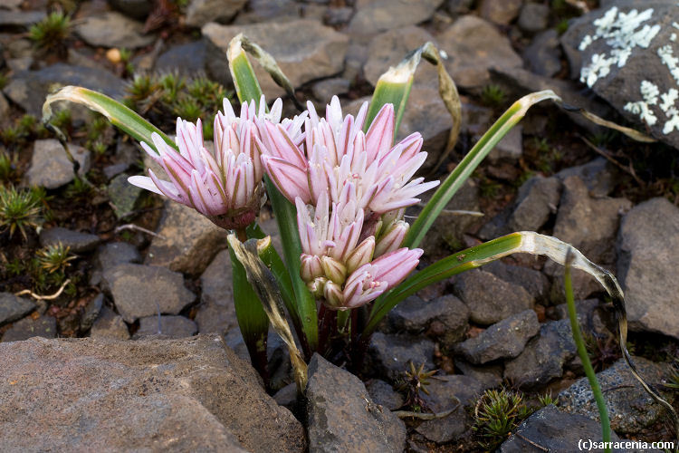 Image de Allium cratericola Eastw.